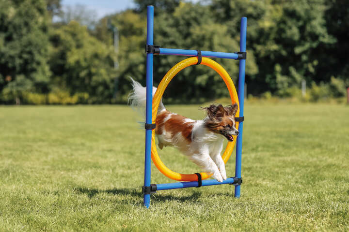 TRIXIE Fun Agility Hunde-Trainingsring